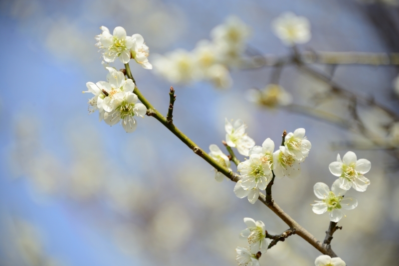 花フェスタ記念公園にて