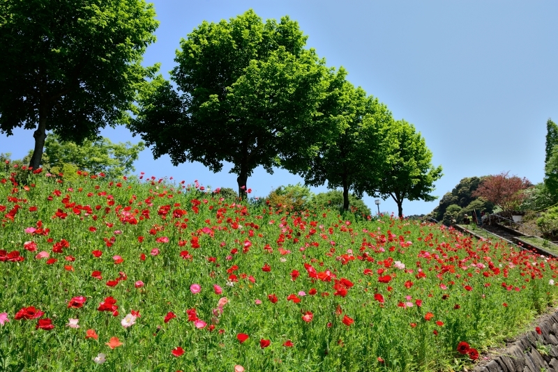 花フェスタ記念公園１０