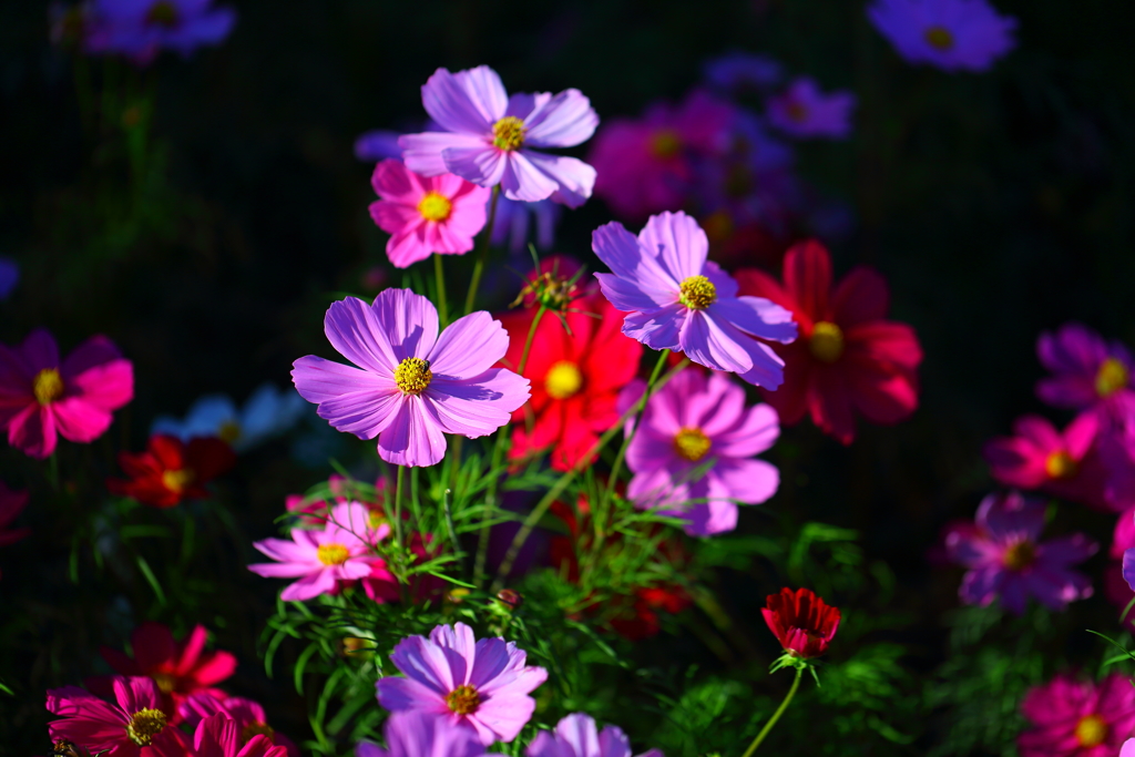 山口ゆめ花博①