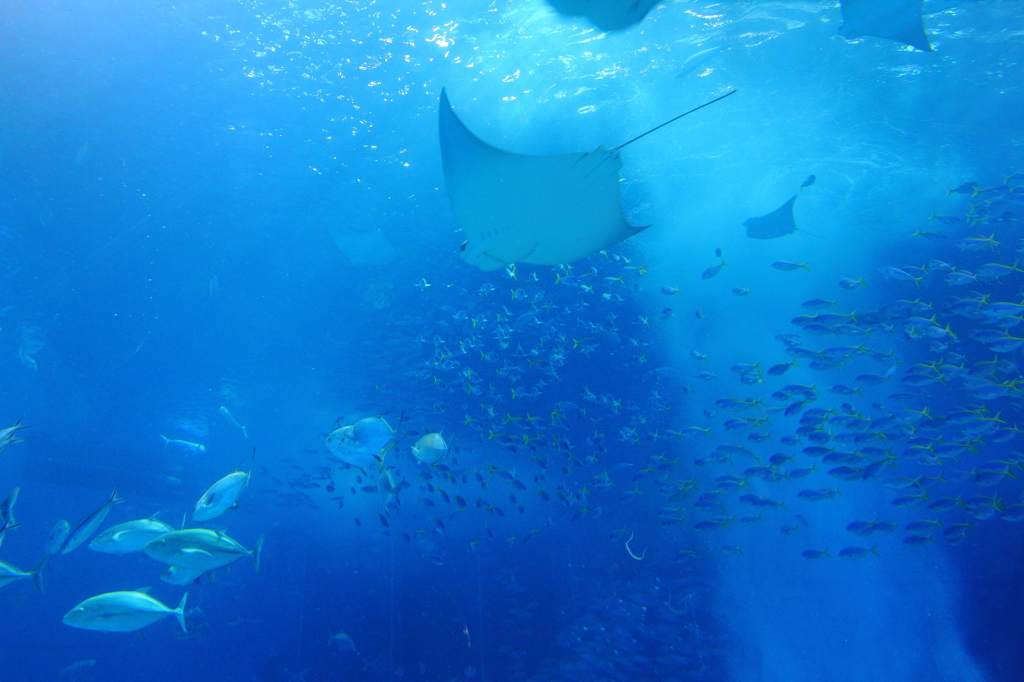 美ら海水族館