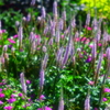 山口ゆめ花博⑥