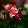 baby rose