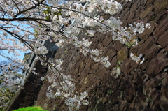 城壁と桜