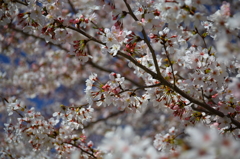 熊本城周辺の桜