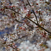 熊本城周辺の桜