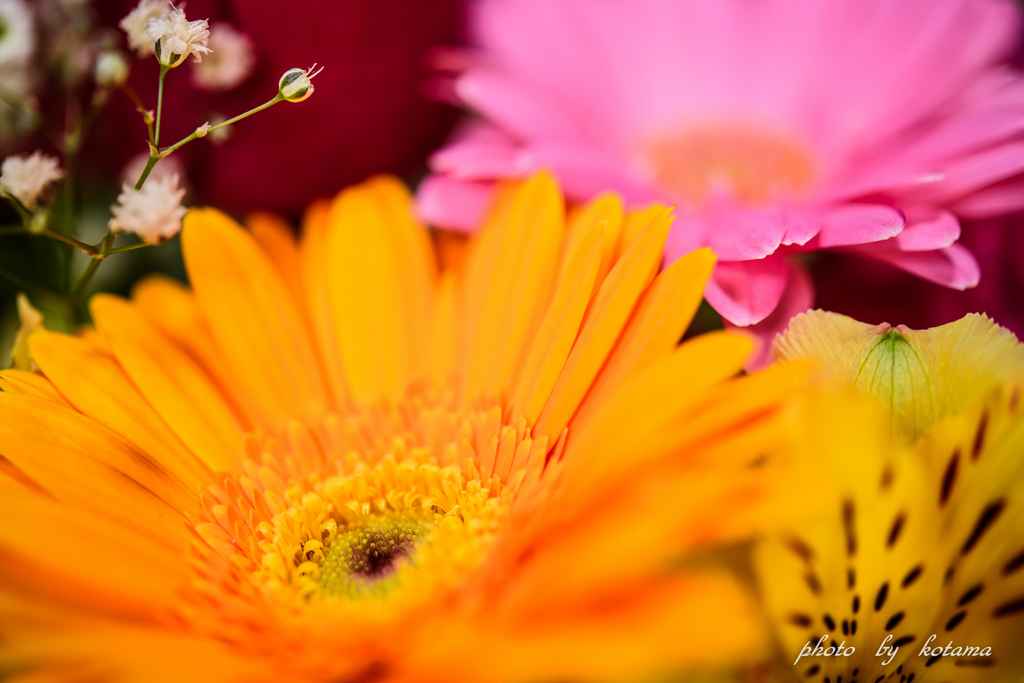 cut flowers 