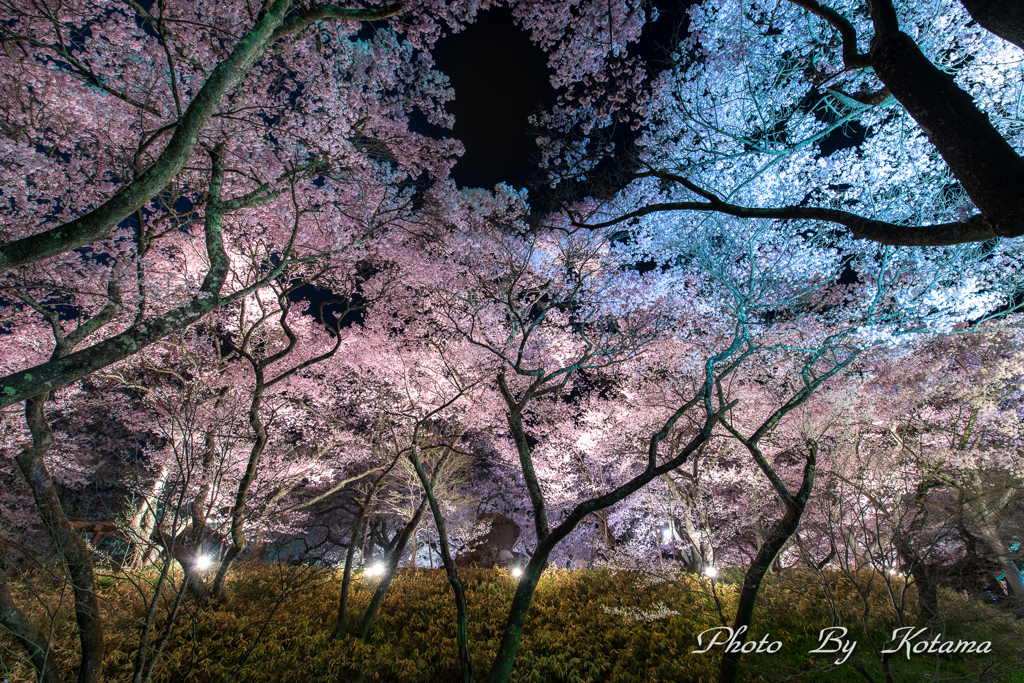 笹の葉コラボ .｡✡