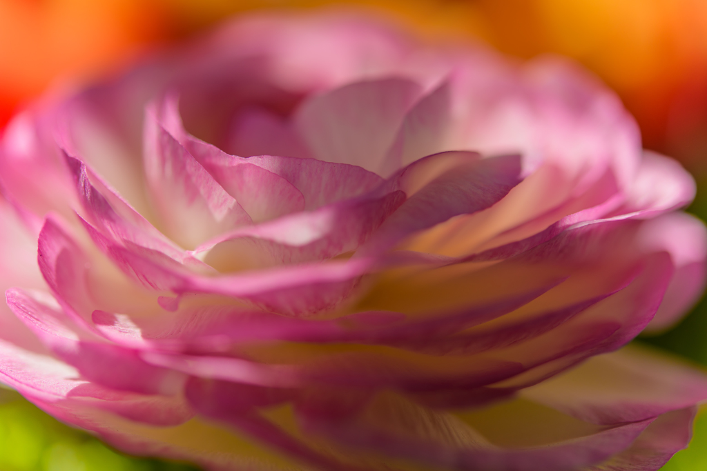 Ranunculus