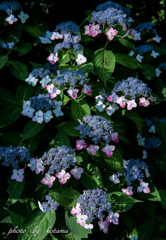 hydrangea 