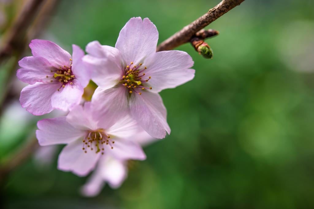御殿場桜