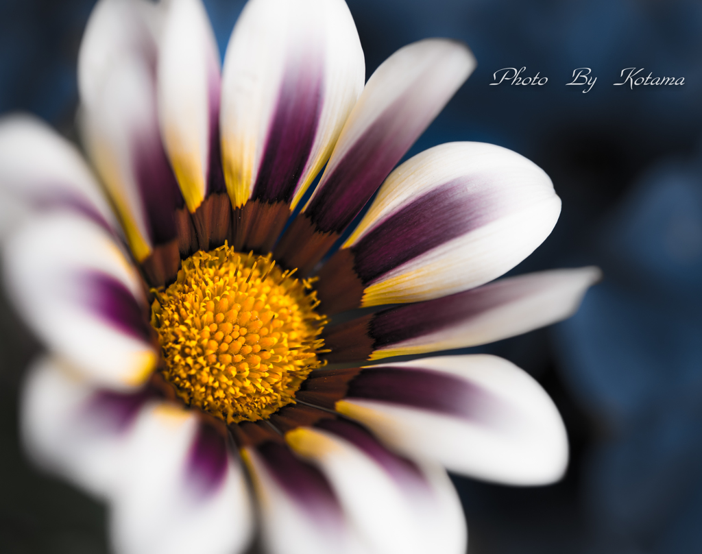 Treasure flower  Ⅰ  .｡✿