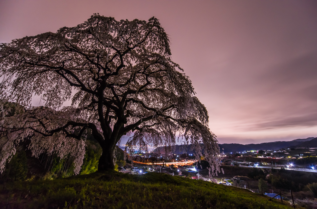 cherry　blossom viewing