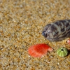 Sea Shell