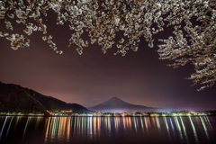 cherry blossoms by night