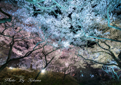 桜のお堀 .*.｡✡