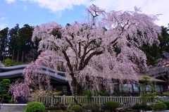 枝垂桜