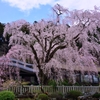 枝垂桜