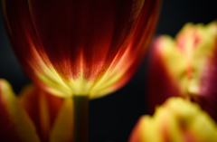 Tulip