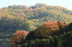 故郷の紅葉（2）