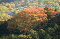 故郷の紅葉（3）