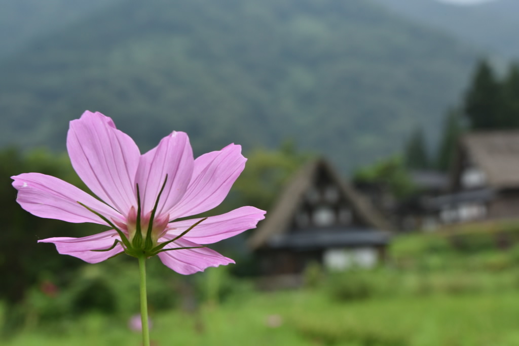 晩夏の化粧　DSC_6362