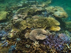 石垣島　名蔵湾沖シュノーケリング