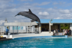 美ら海水族館