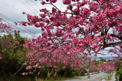 寒緋桜並木