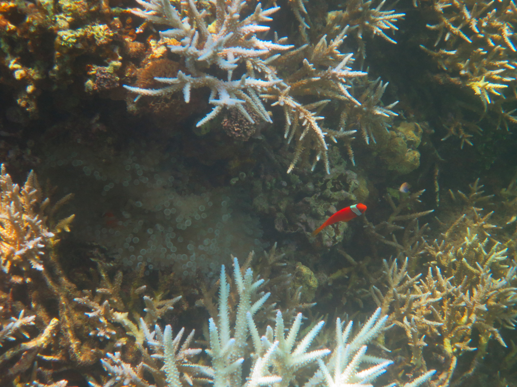 石垣島　名蔵湾沖シュノーケリング