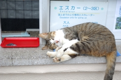 おやすみ
