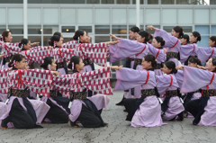 2015年 神戸よさこい 本祭2日目 京小町さん