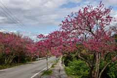 寒緋桜並木