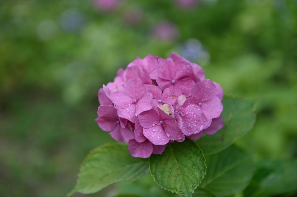 紫陽花