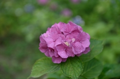 紫陽花
