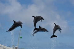 沖縄美ら海水族館