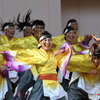 龍馬よさこい 2016-5