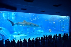 美ら海水族館