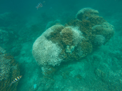 石垣島 大崎沖シュノーケリング-5