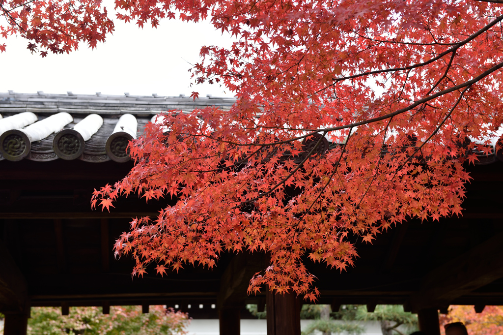 東福寺の紅葉