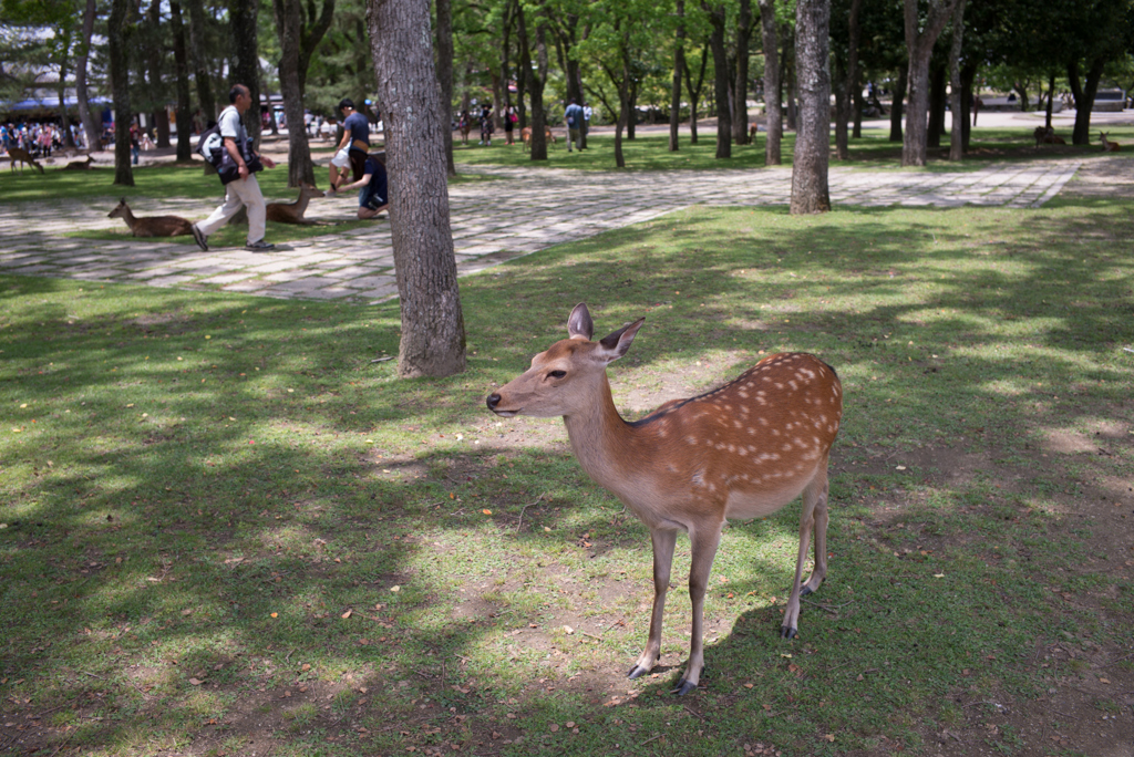 奈良公園の鹿