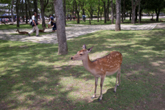 奈良公園の鹿
