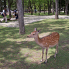 奈良公園の鹿