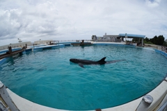 美ら海水族館