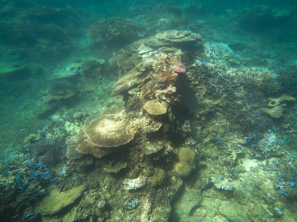 石垣島　名蔵湾沖シュノーケリング