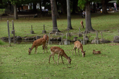 奈良飛火野の鹿