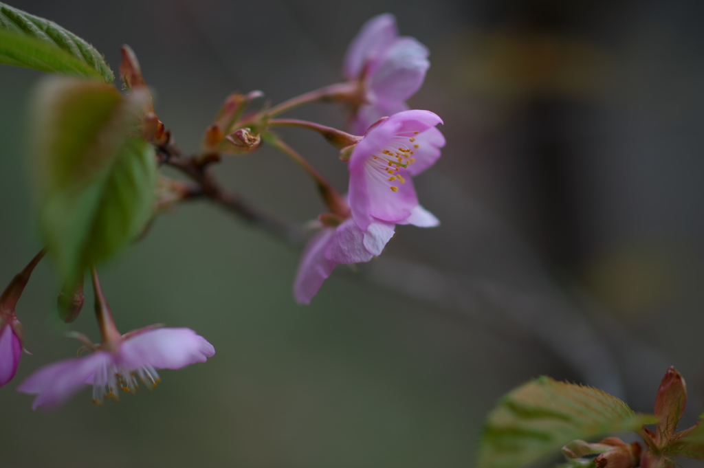 竜神峡にて  ～紅山桜