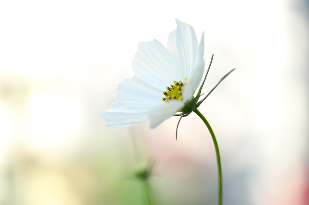 White  Cosmos