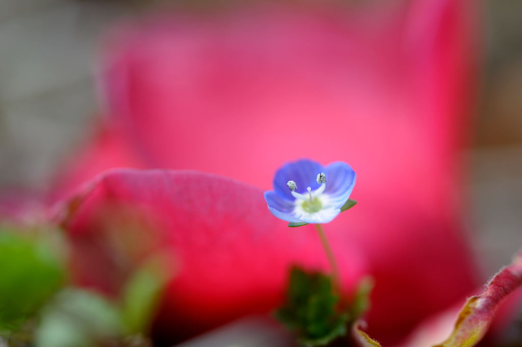 赤い屏風に青い花を…