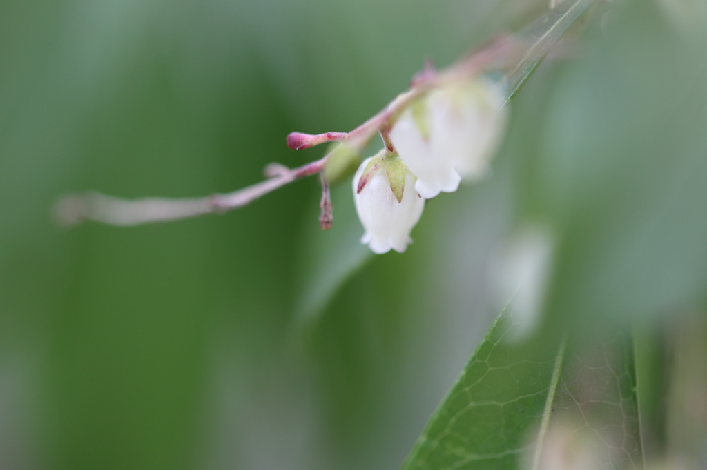 馬酔木の花咲けども・・・