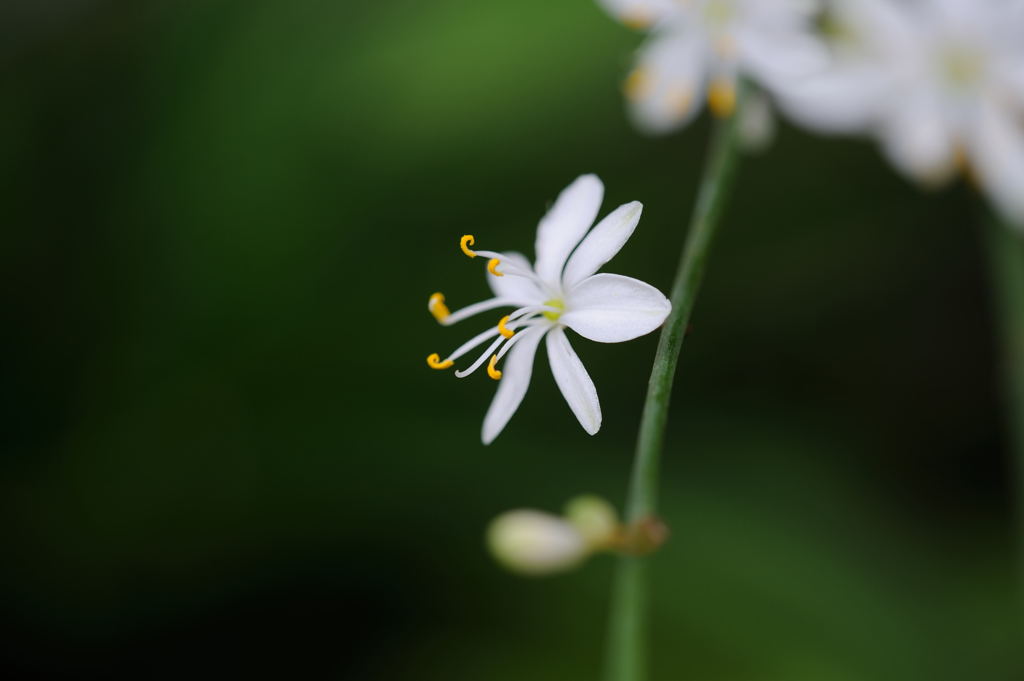 観葉植物だって花が咲くもん